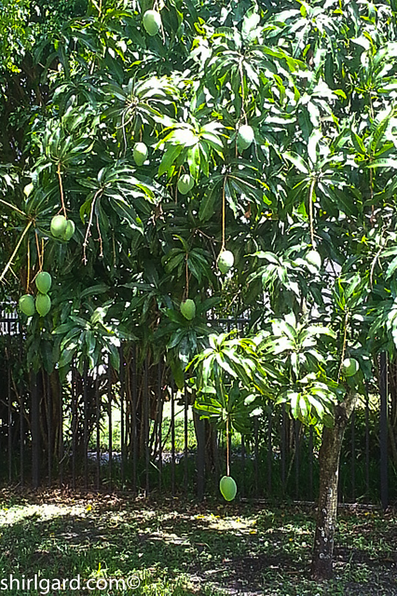 Greg & Alciia's Mango Tree