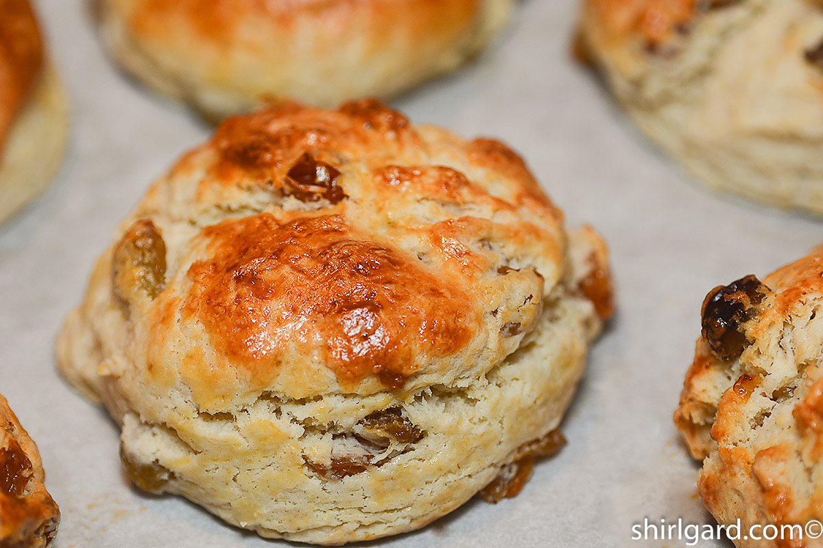 Sultana Scones Ready to Eat and Enjoy